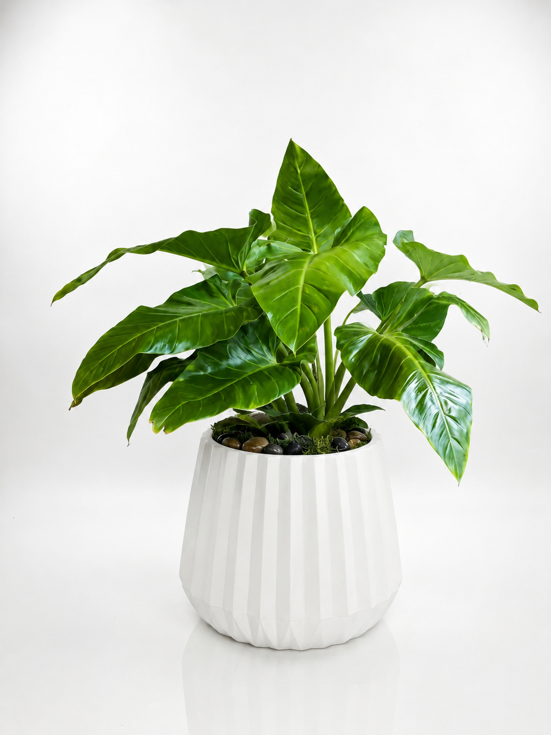 Noir Foliage